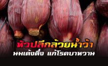 หัวปลี