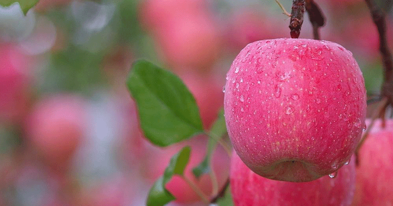 แอปเปิ้ล สีชมพู