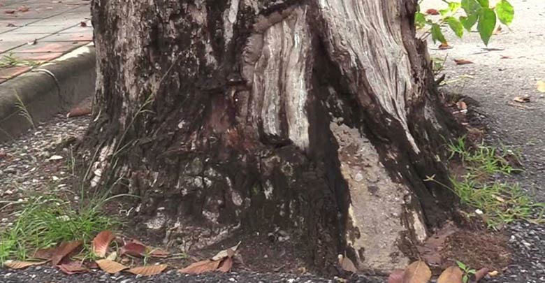 ต้นยางนาโบราณ