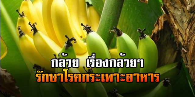 กล้วย เรื่องกล้วยๆ ในการรักษาโรคกระเพาะอาหาร