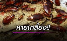 แมลงหายเกลี้ยงไม่มีเหลือ