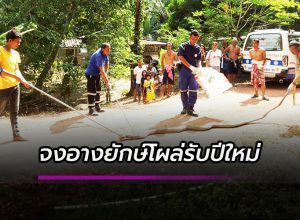 จงอางยักษ์โผล่รับปีใหม่