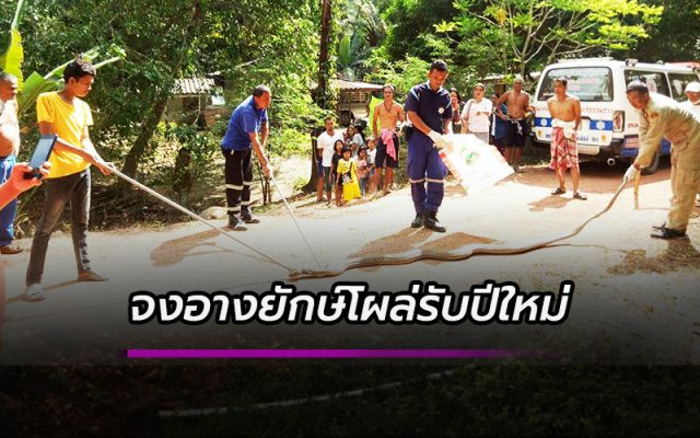 จงอางยักษ์โผล่รับปีใหม่