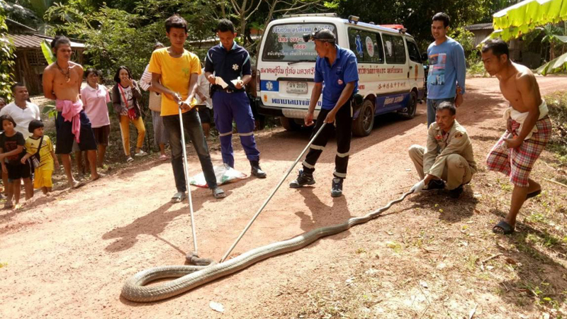 จงอางยักษ์โผล่รับปีใหม่