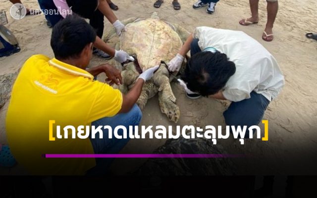 เต่าตนุเกยหาดแหลมตะลุมพุก