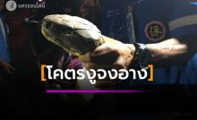 โคตรงูจงอาง