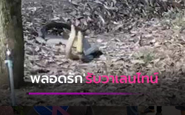 จงอางยักษ์ แอบมาพลอดรักรับ’วาเลนไทน์'