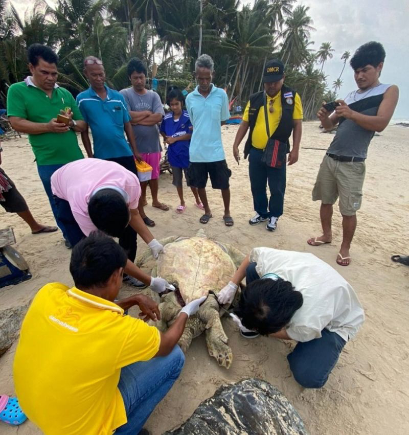 เต่าตนุเกยหาดแหลมตะลุมพุก 