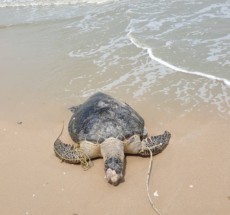 เต่าตนุเกยหาดแหลมตะลุมพุก 