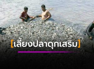 การเลี้ยงปลาดุกเสริม