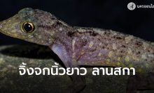 จิ้งจกนิ้วยาว
