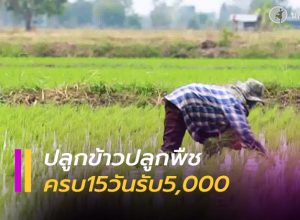 ชาวนา-เกษตรกร ปลูกข้าวปลูกพืชครบ 15 วัน ถือคุณสมบัติครบ รับ5,000