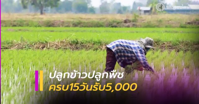 ชาวนา-เกษตรกร ปลูกข้าวปลูกพืชครบ 15 วัน ถือคุณสมบัติครบ รับ5,000