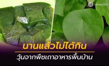 เปิดประโยชน์หมาน้อย