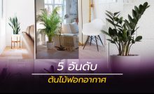 ต้นไม้ฟอกอากาศ