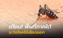 ระวังโรคไข้เลือดออก ชิคุนกุนยา