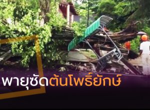 ต้นโพธิ์ยักษ์