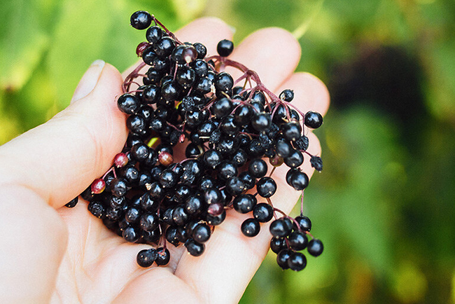 Elderberry