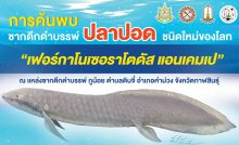 ปลาปอด