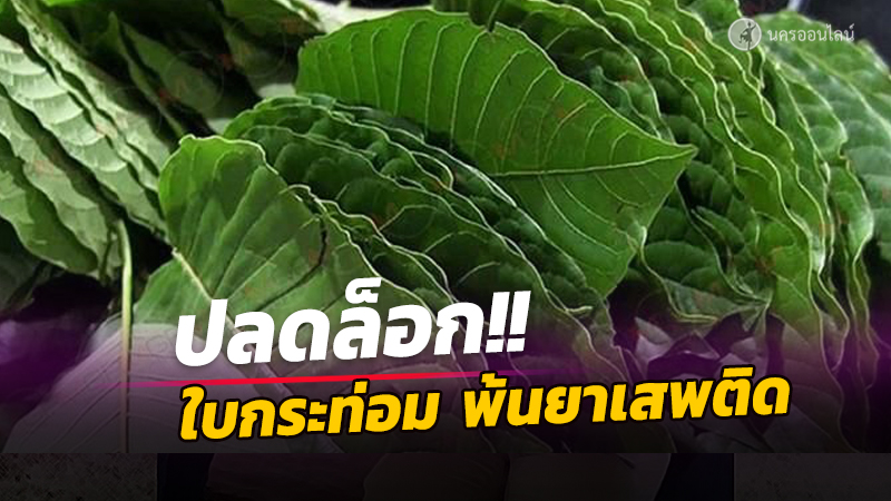 "319 ส.ส." เห็นชอบปลดล็อก ใบกระท่อม พ้นยาเสพติด | mokkalana