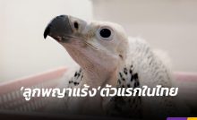 เปิดตัว "ลูกพญาแร้ง" ตัวแรกของประเทศไทย