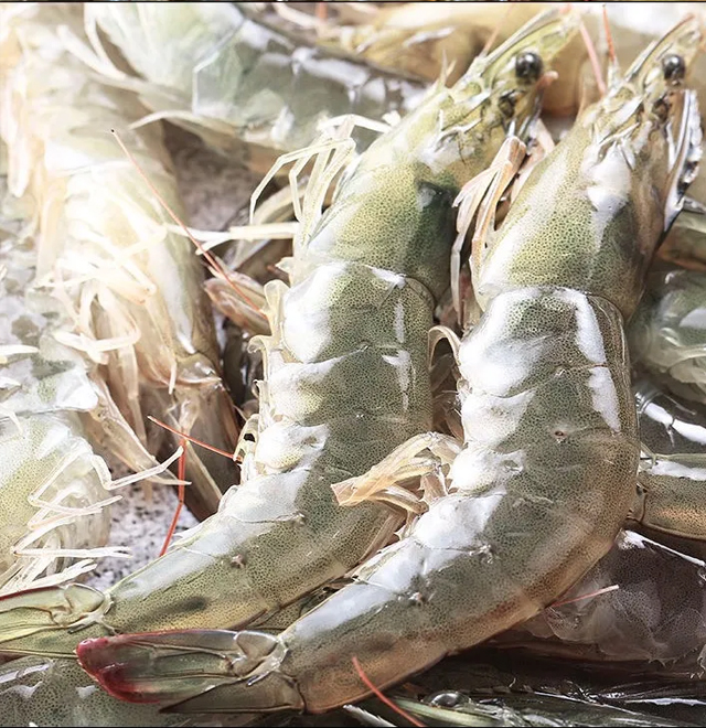 กุ้ง