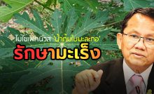 น้ำต้มใบมะละกอ รักษามะเร็ง