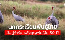 นกกระเรียนพันธุ์ไทย