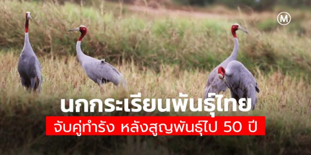 นกกระเรียนพันธุ์ไทย