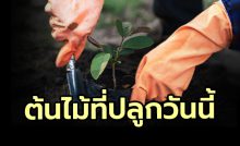 ต้นไม้ที่ปลูกวันนี้ ให้ดอกและผลทันที ไม่มี