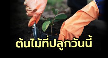 ต้นไม้ที่ปลูกวันนี้ ให้ดอกและผลทันที “ไม่มี”