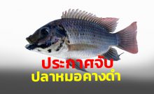 ประกาศจับ ปลาหมอคางดำ