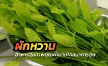 ผักหวาน